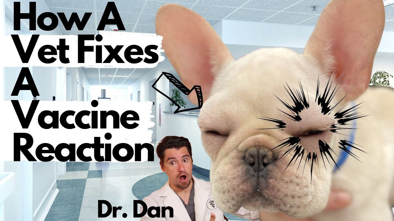 Dog Vaccine Reactions!  How a Vet will Fix your dog.