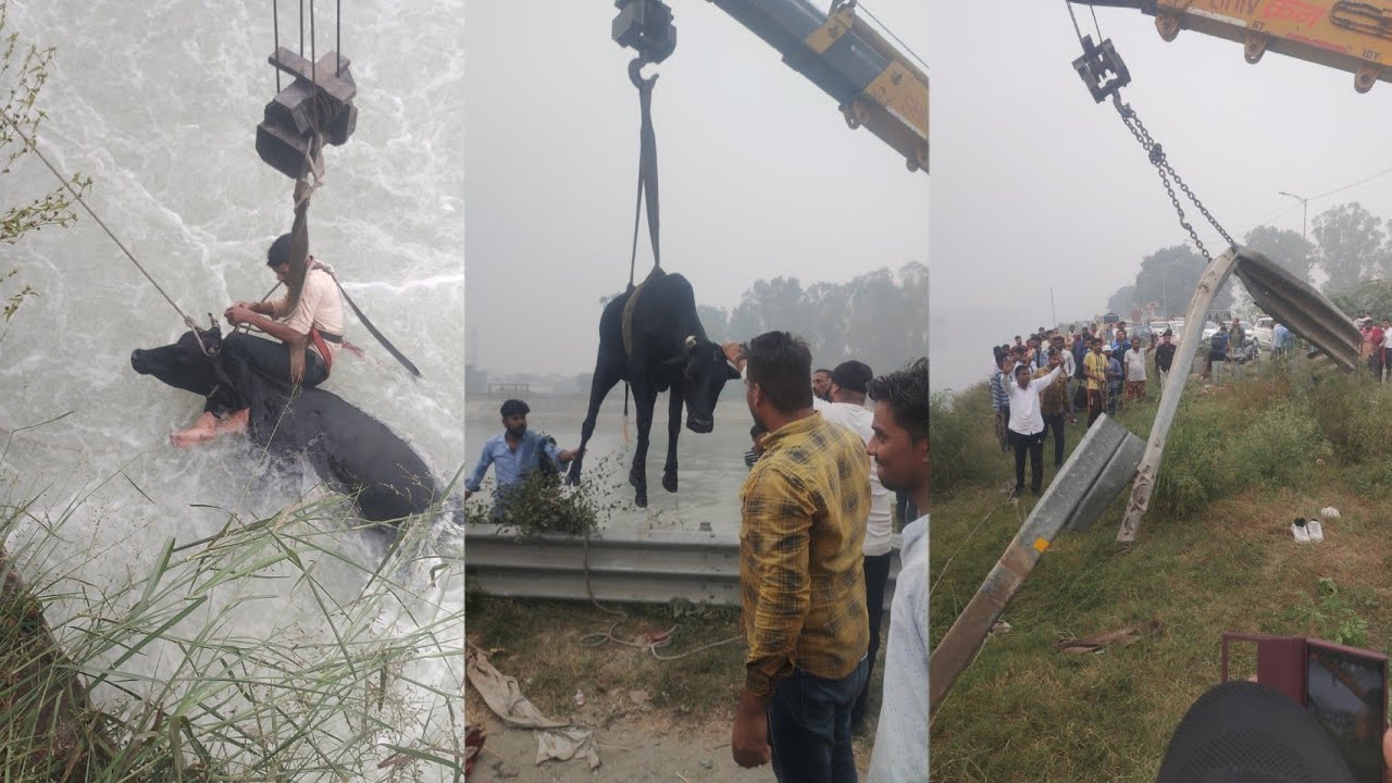 नहर में फंसी गाय कई घंटो बाद जिंदा निकली बाहर, नहर पर लगे गौ माता की जयकारे, गोकर्ण की मेहनत लाई रंग