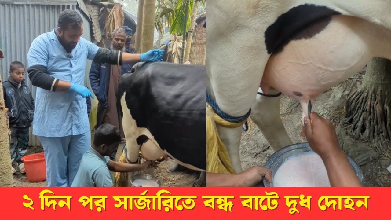 ২ দিন পর সার্জারিতে বন্ধ বাটে দুধ দোহন