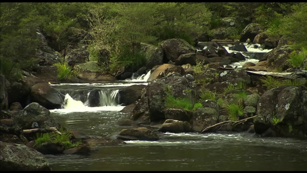 Kayaking on Barrington River | NSW National Parks