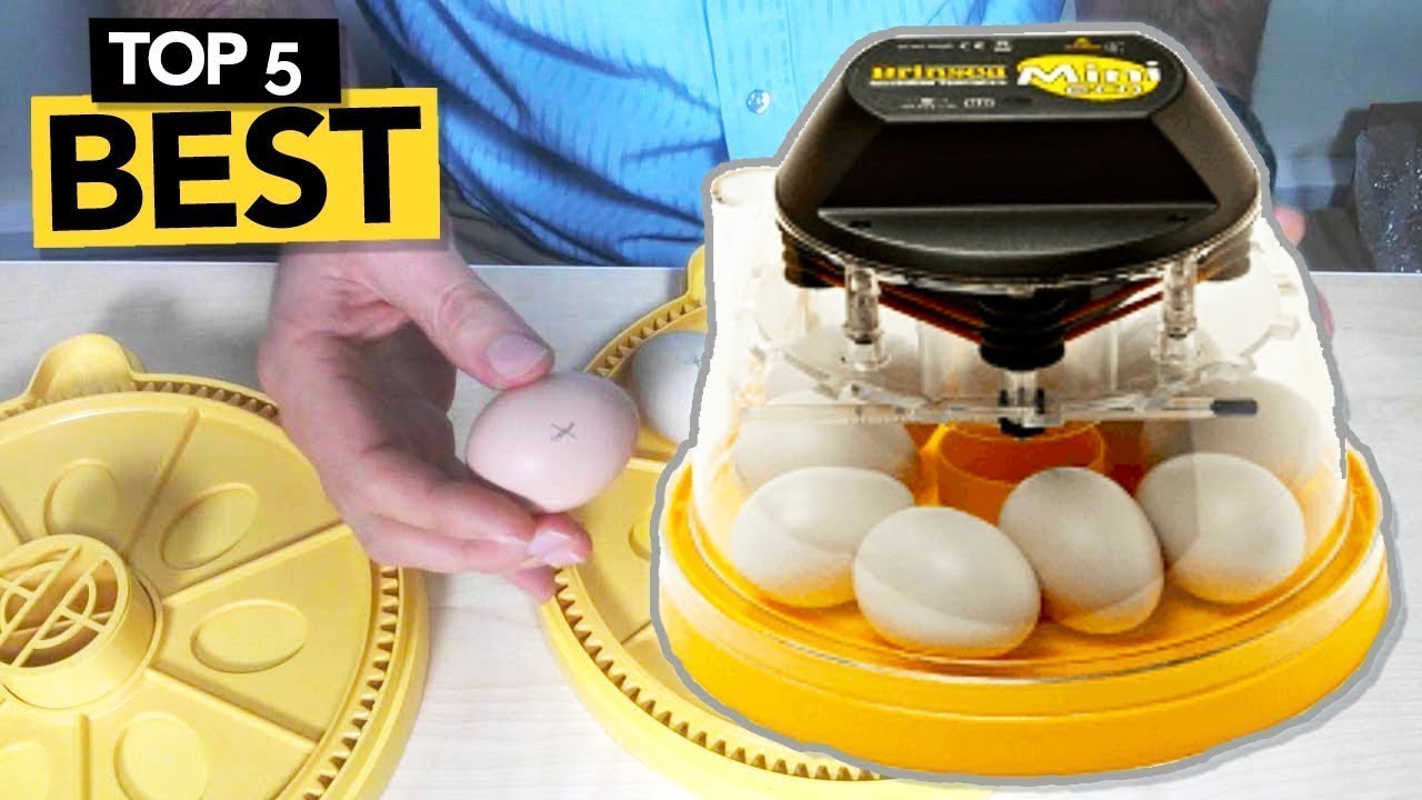 ✅ TOP 5 Best Egg Incubator you must own!