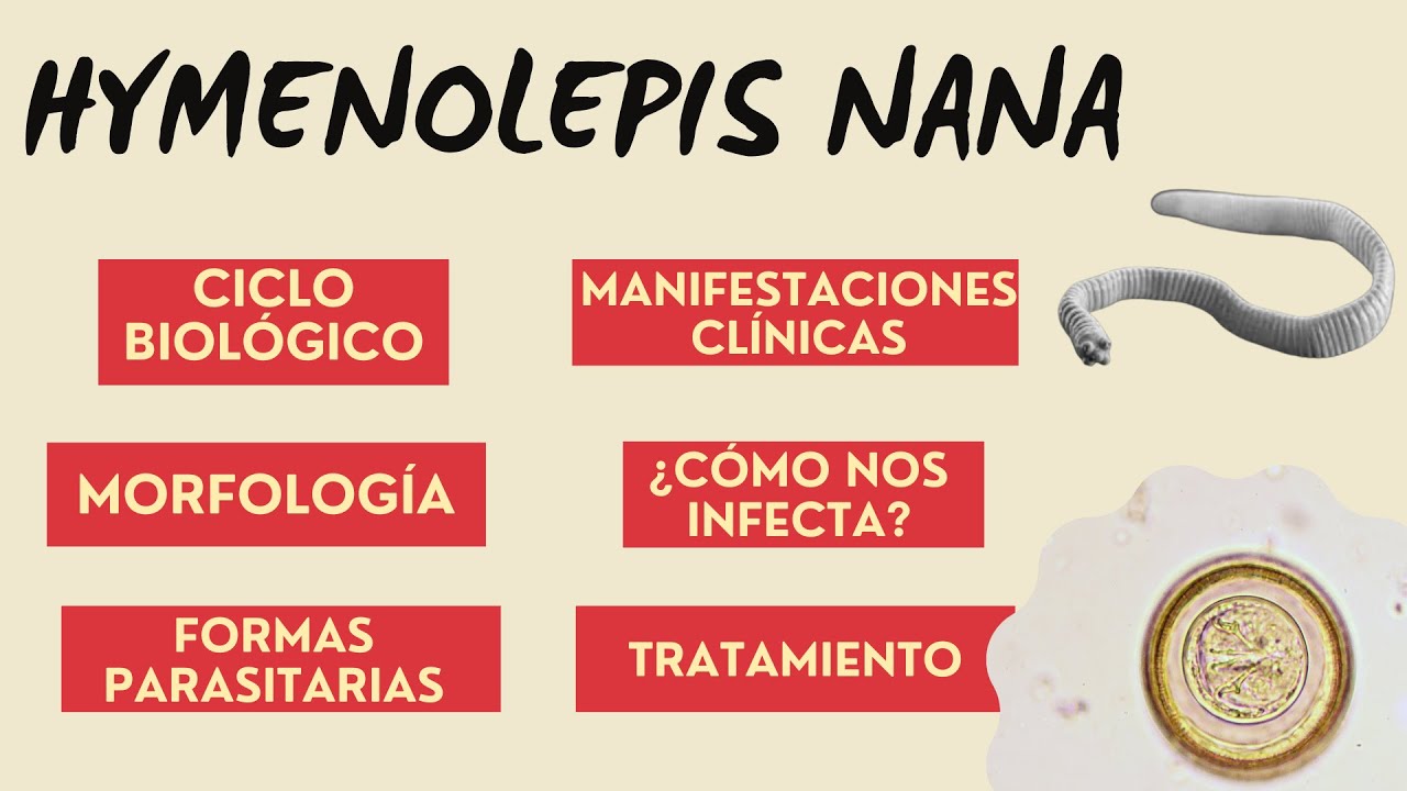 HYMENOLEPIS NANA l HYMENOLEPIS NANA CICLO DE VIDA l HYMENOLEPIS NANA PARASITOLOGÍA l H.NANA PARASITO