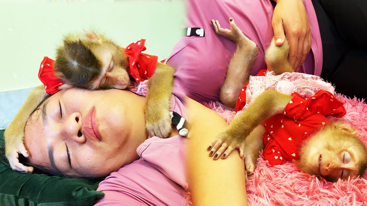 Super cute! Monkey LyLy and the ways she hugs her mother while sleeping