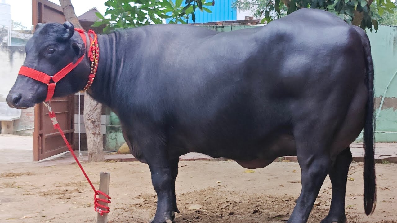👍(9050080038)👌एक मुर्रा की नगीना झोटी (2 teeth)🏆 15 दूध तैयार ताजी सुई बिक्री के लिए उपलब्ध