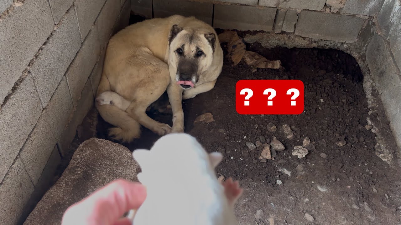 YILDIZ SULTANIN YAVRUSUNU KABUL ETTİ Mİ? KANAS VE VENÜS GİDİYOR