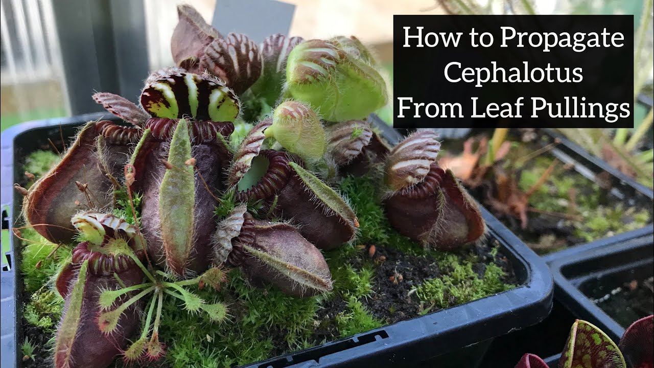 How to Propagate Cephalotus From Leaf Pullings