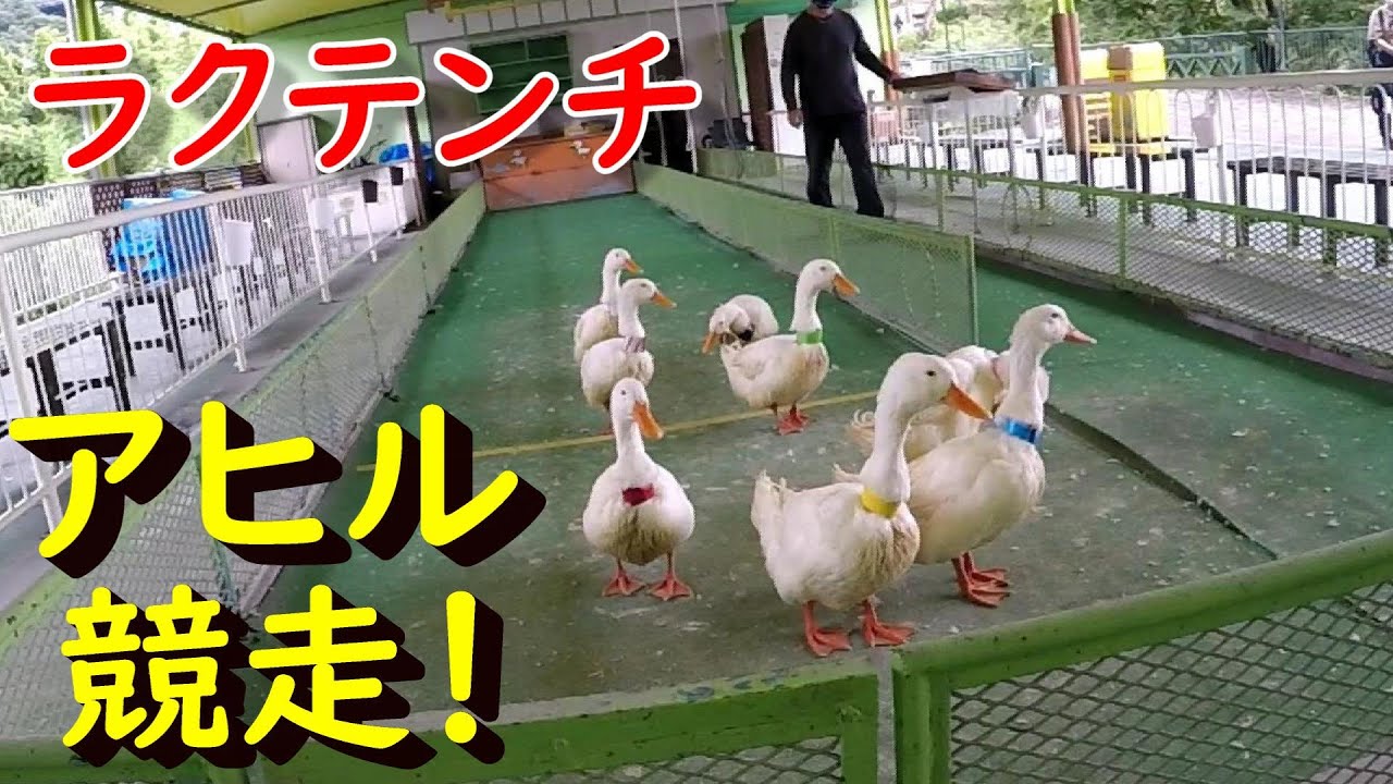 アヒル競走！ 別府ラクテンチ#2