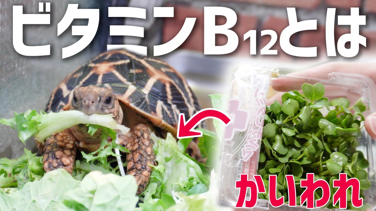 リクガメの駆虫リスクとビタミンB12の重要性【寄生虫と栄養素】