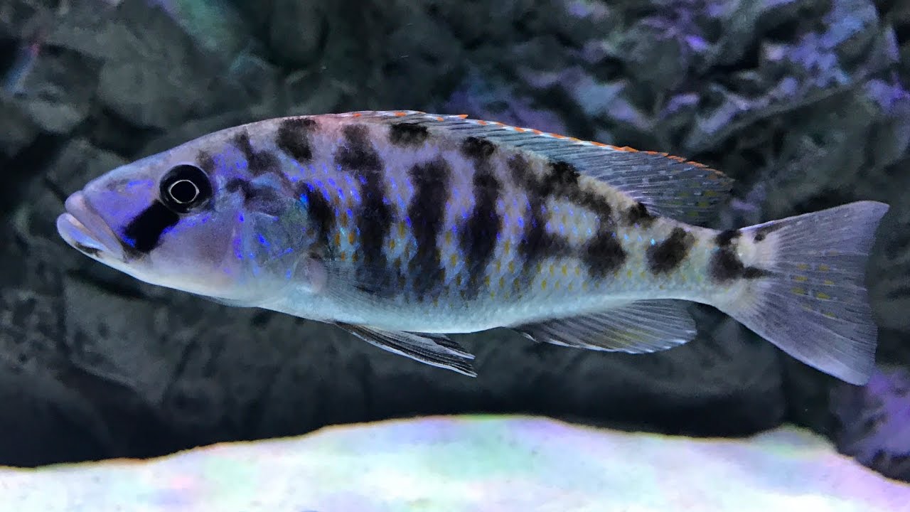 New Stuff For The Predator Hap Tank