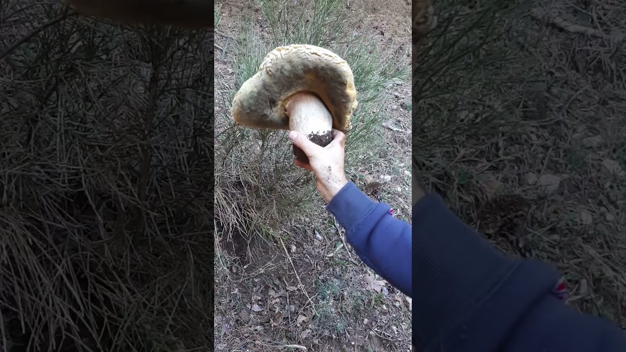 BOLETUS XXL  !!ESPECTACULAR!! Buscando SETAS