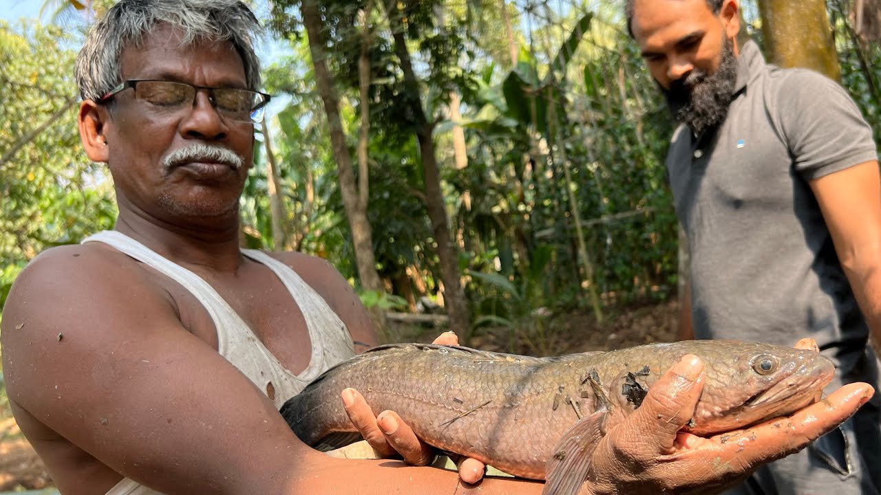 ഒരു വർഷം തീറ്റ കൊടുത്ത് വളർത്തിയ വരാലുകളെ പിടിച്ചു 😳 Varal fish harvesting