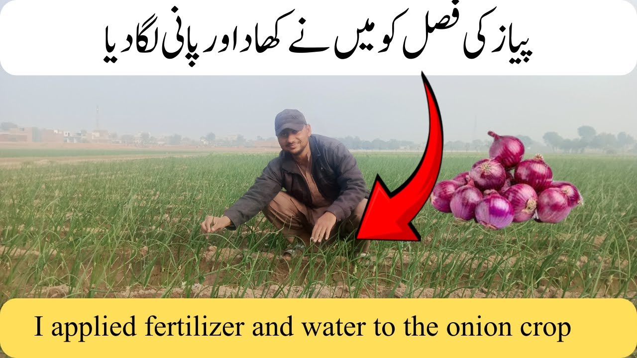 Onion Crop Ko 4th Pani aor Fertilizer Lga Di