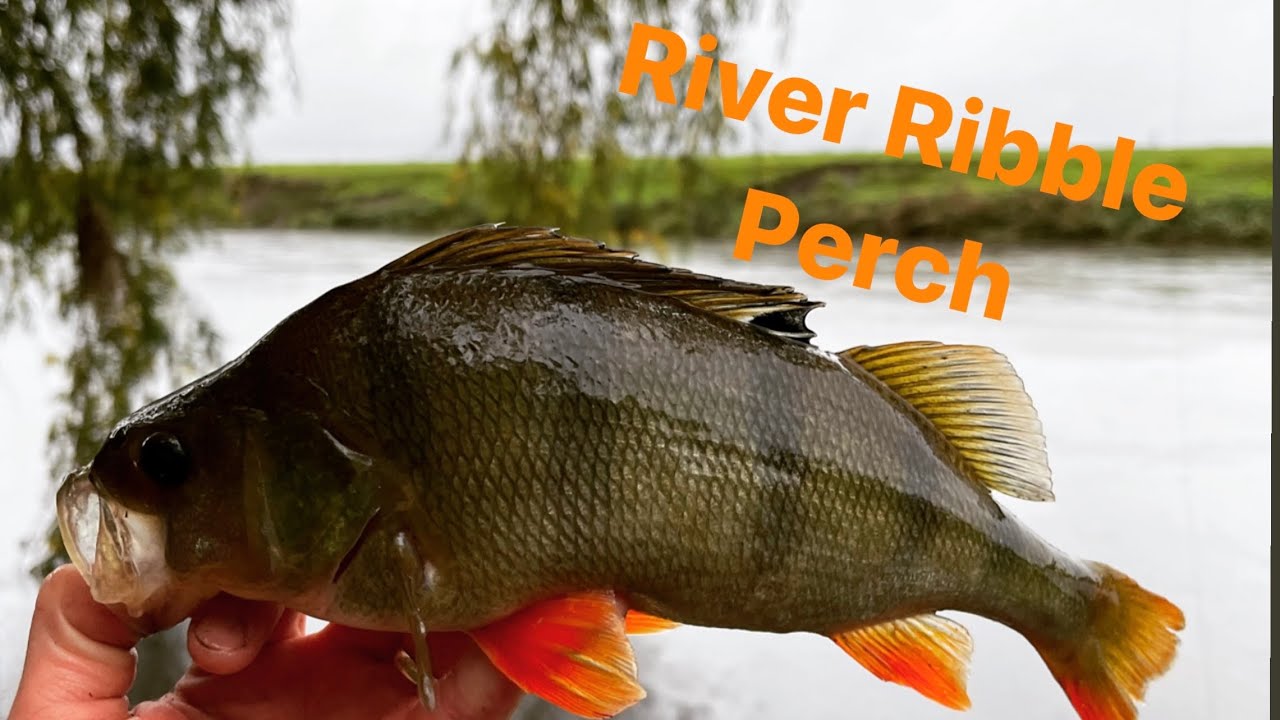 Perch Fishing on the River Ribble