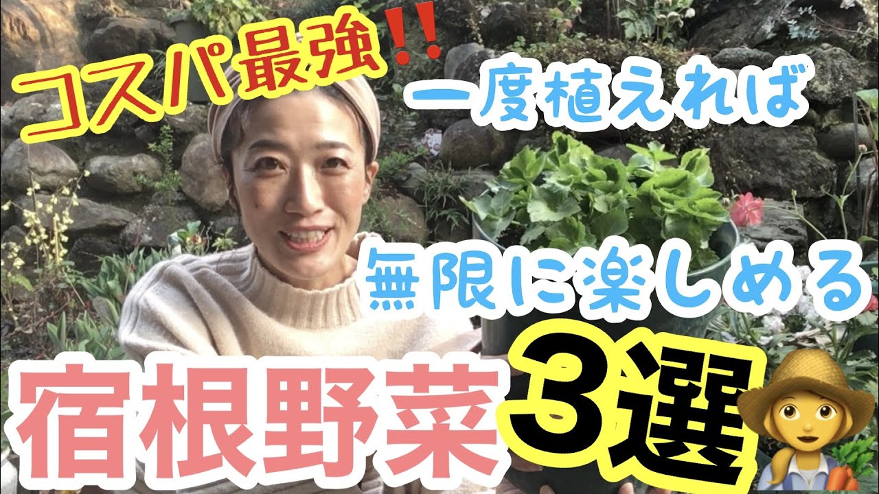【家庭菜園】宿根する野菜3選 / 野菜だって宿根すれば、無限に楽しめる😆/ 我が家では、ほぼ放ったらかしで、収穫を楽しんでいます♫ / 実際に植え付け方法もご紹介【宿根草】