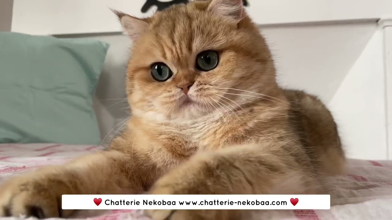 Zeniba British shorthair black golden blotched tabby - Chatterie Nekobaa