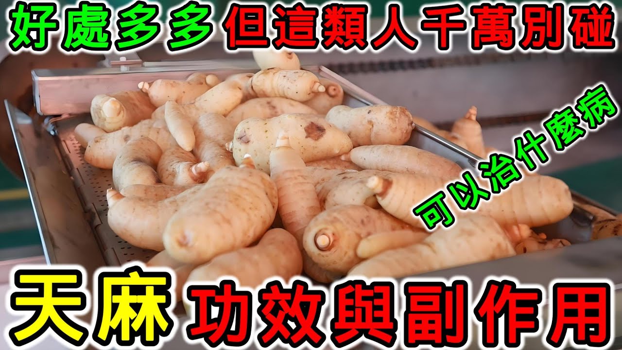 天麻的功效和副作用，天麻怎麼吃？吃天麻有什麼好處？哪些人不適合吃天麻？天麻什麼時候吃最好？天麻不能和什麼一起吃？天麻可以治療什麼？