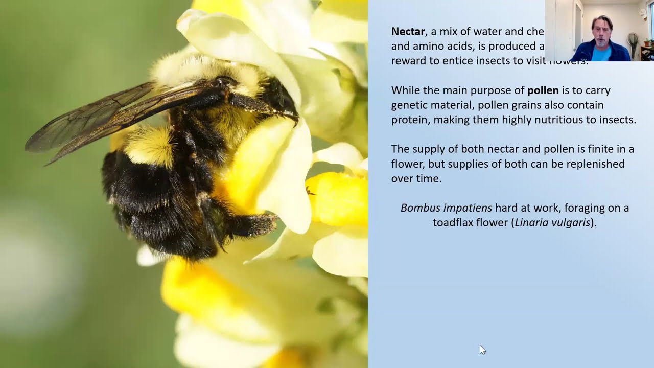 Pollinator Frenemies