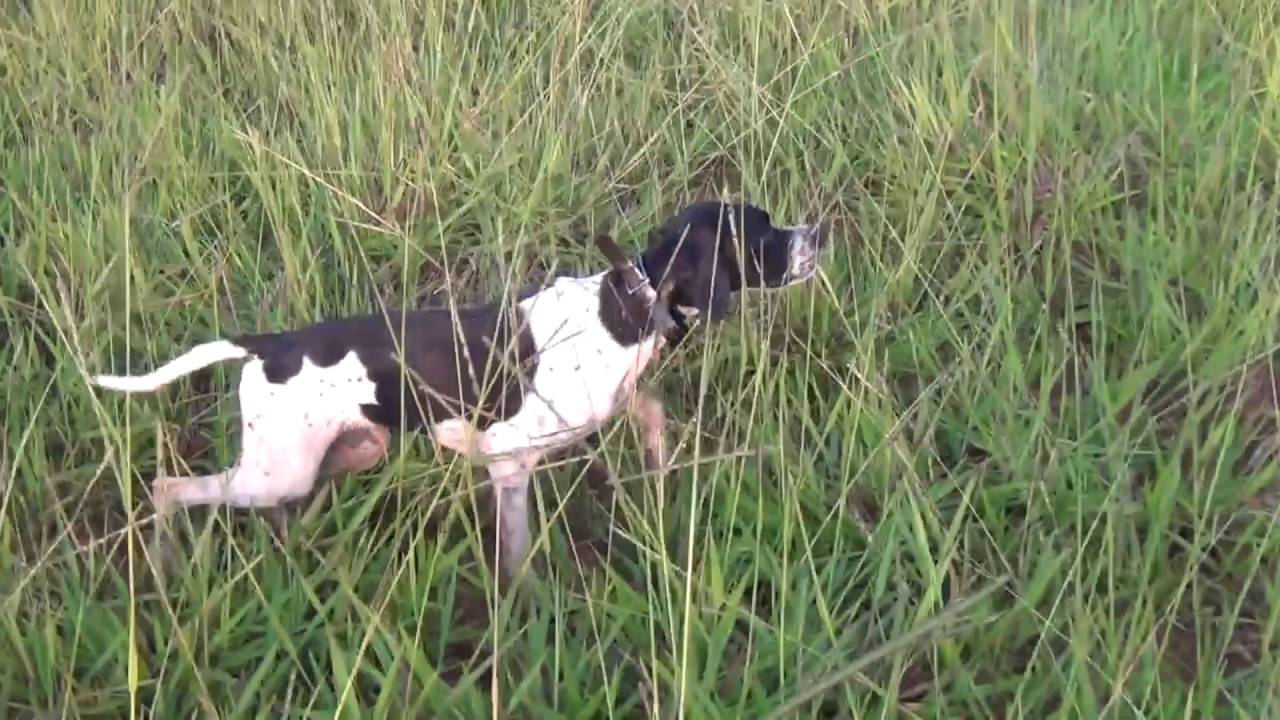 Caçada de perdiz chaquira em treinamento