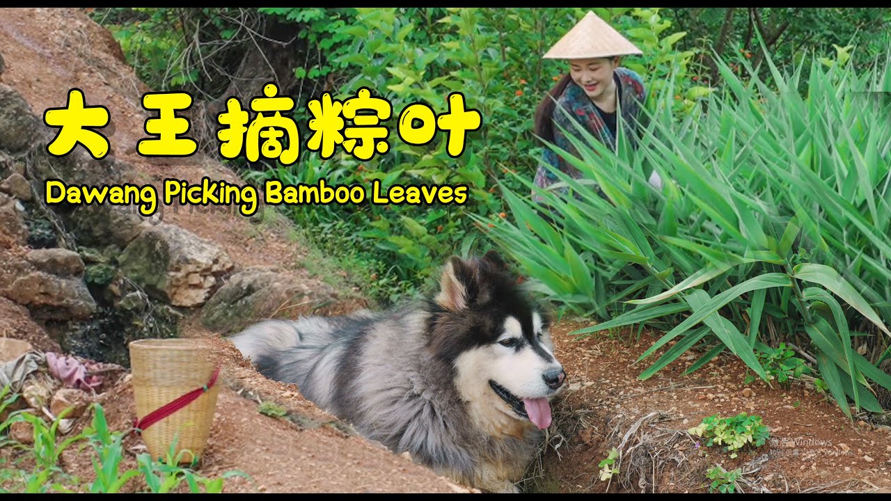 Dawang accompanied Sister Pen to pick bamboo leaves for the Dragon Boat Festival!