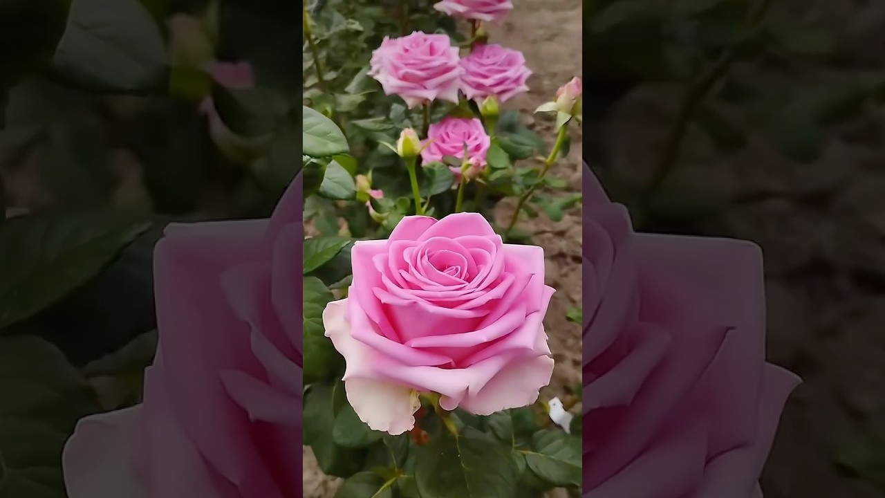 The most beautiful pink rose flowers garden (13/4)