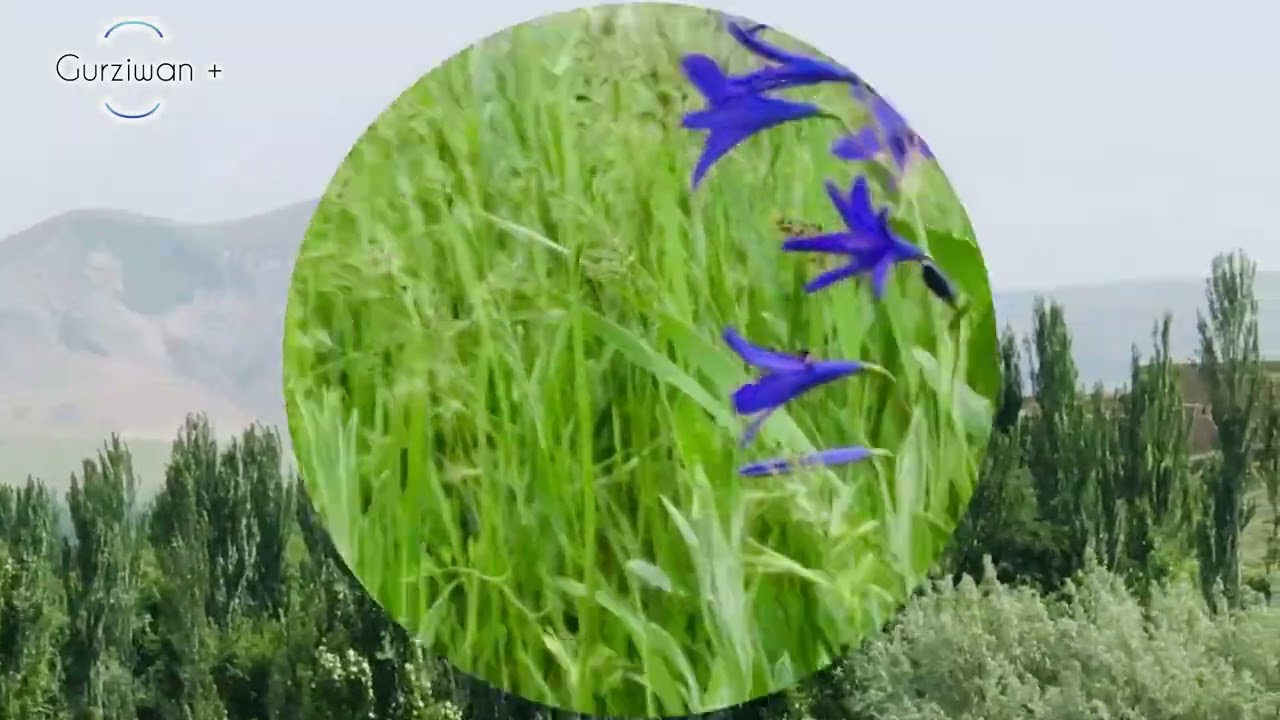 افغانستان فاریاب گرزیوان زیبا