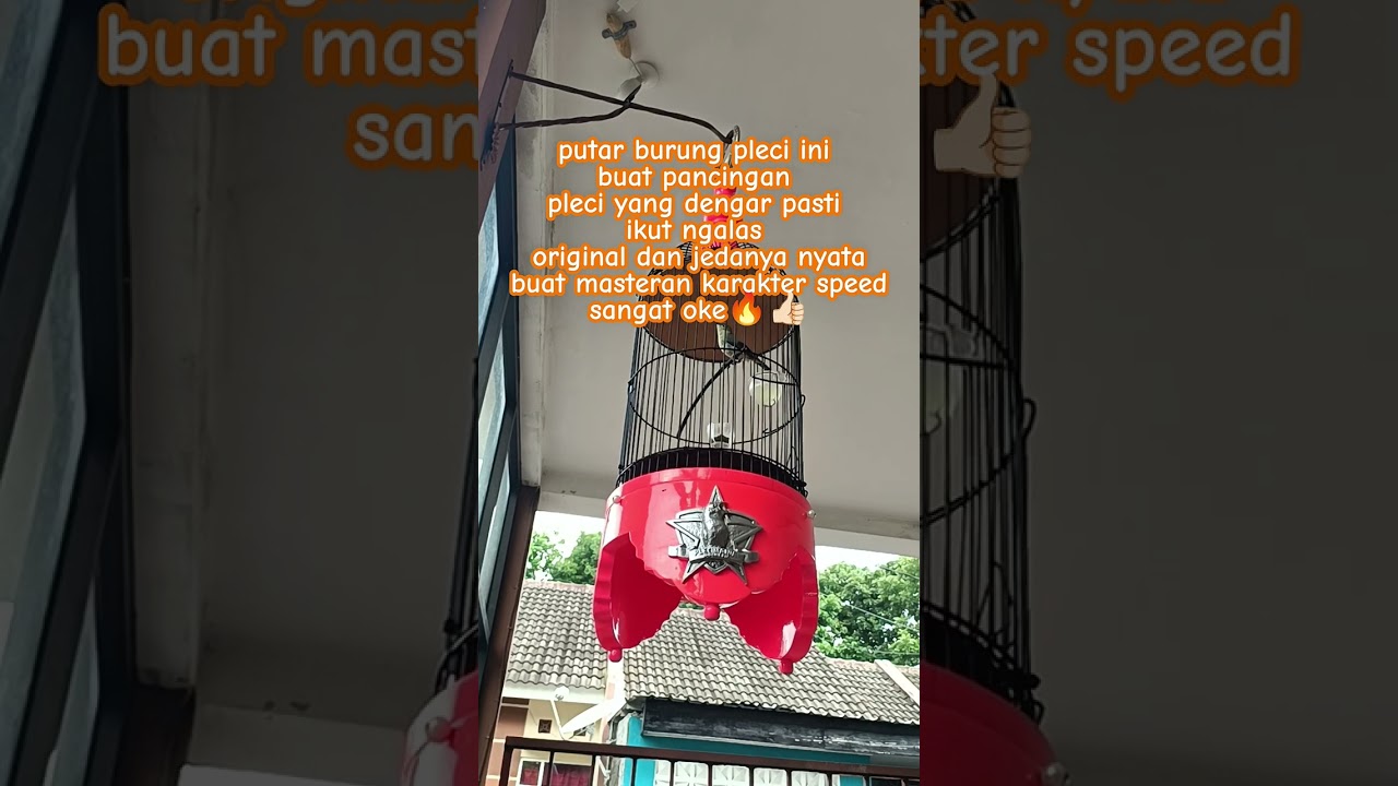 Dengar pagi siang malam Pancingan burung pleci original jeda nyata cocok utk masteran karakter speed