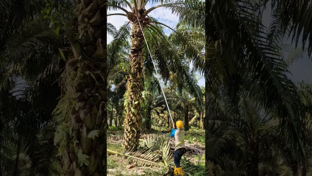 #kerja di ladang sawit Malaysia #shortvideo #youtube #foryou