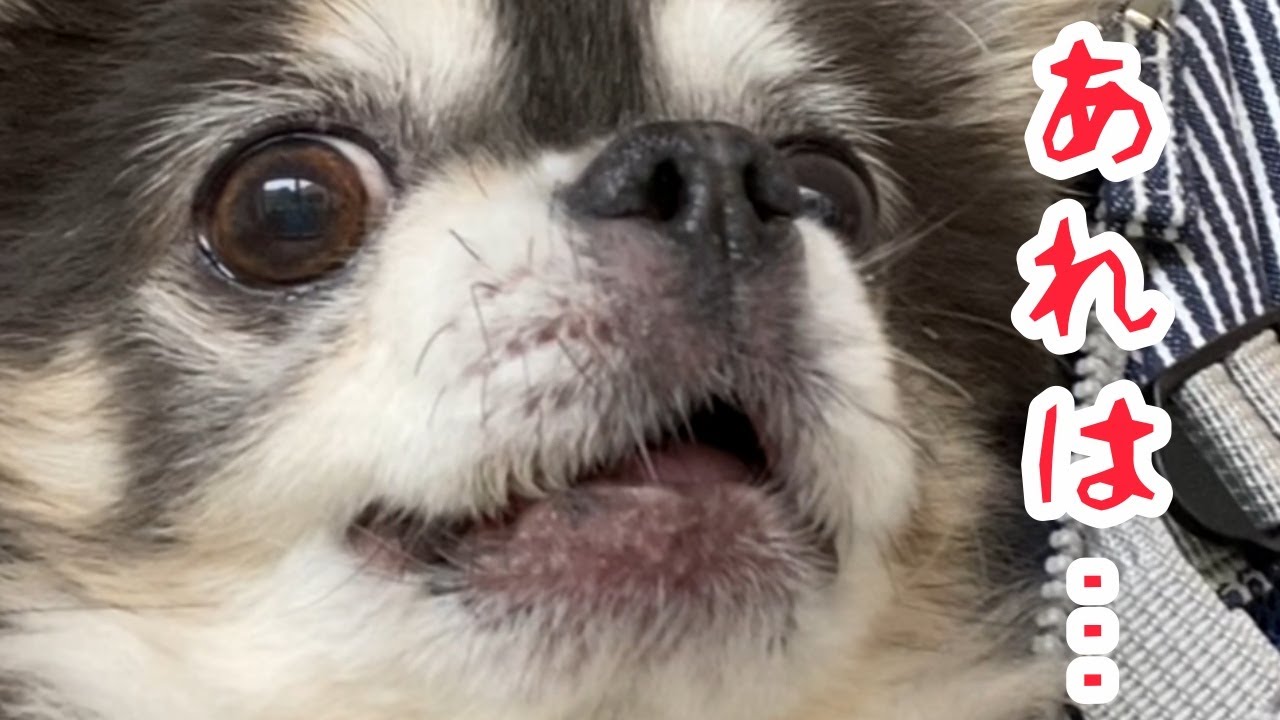 チワワが動物園でトラを見たらどうなる？【犬】