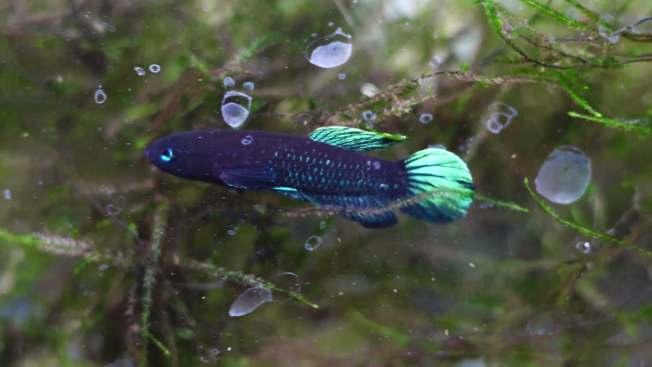 betta persephone pair