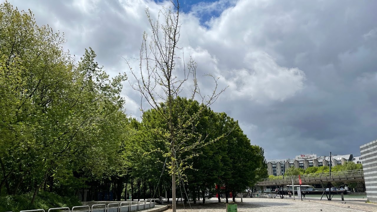 Nature &agrave; La Villette - Micocoulier