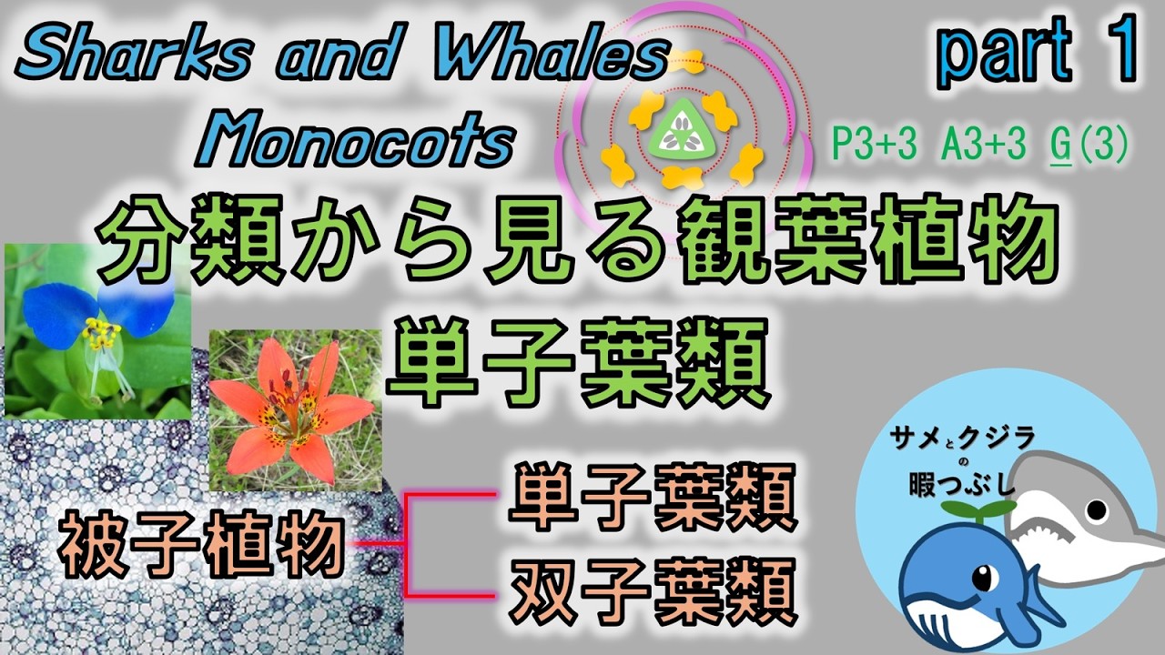 【植物】単子葉類としての観葉植物【解説】