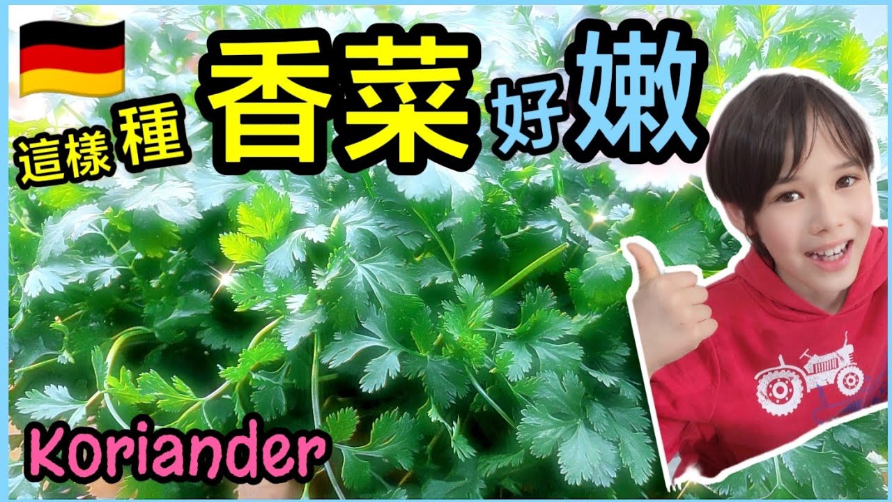 🇩🇪這樣種香菜好嫩，💯快速發芽，懶人花盆種植芫荽，從香菜籽開始，簡單，新鮮又方便，德國夏天30天就可以吃到