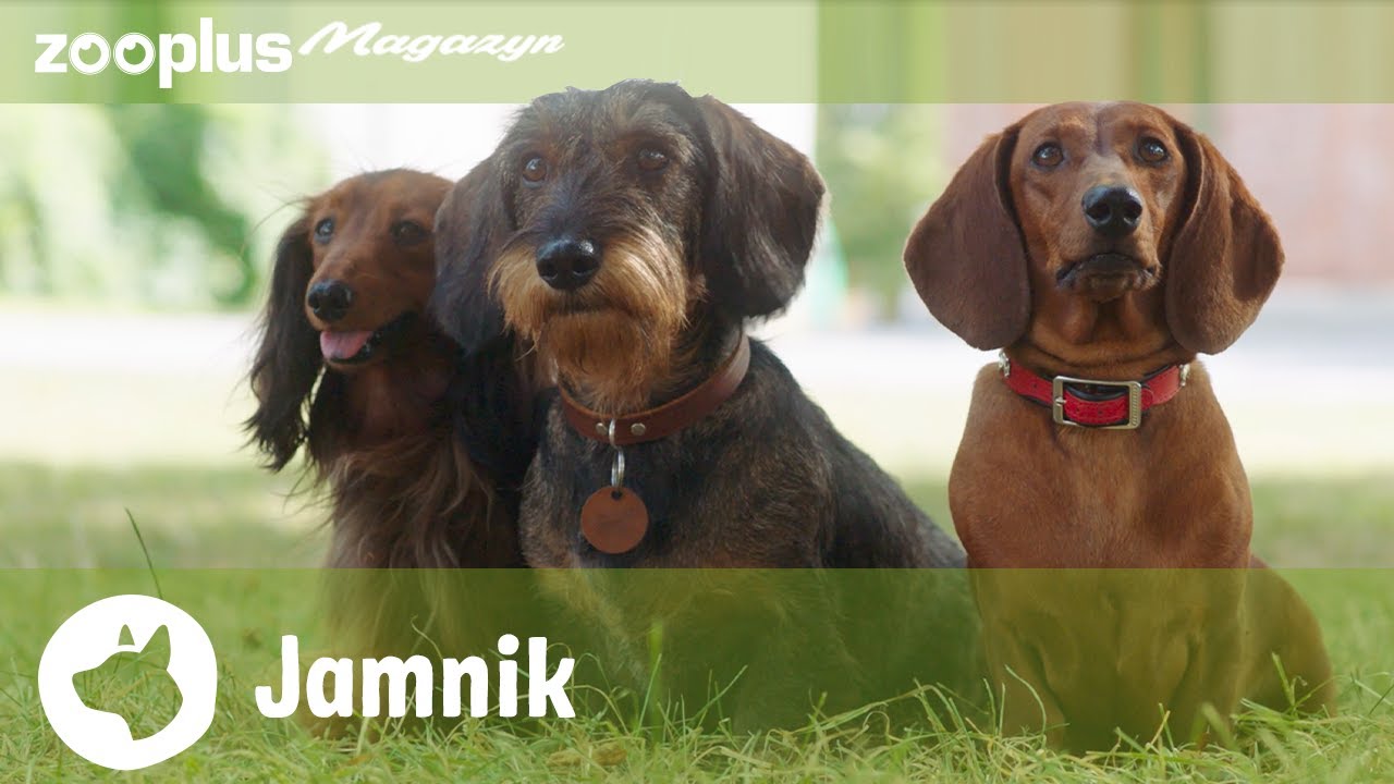 🐾 Portret jamnika: Wszystko, co musisz wiedzieć o tej kultowej rasie | zooplus.pl