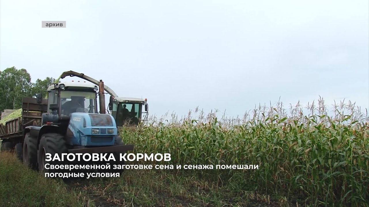 Своевременной заготовке сена и сенажа помешали погодные условия