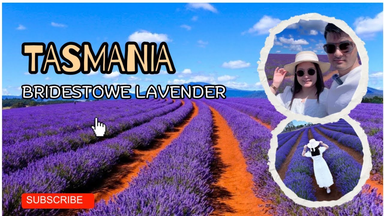 Bridestowe Lavender Estate, Exploring the world Largest Lavender Farm! Tasmania Australia