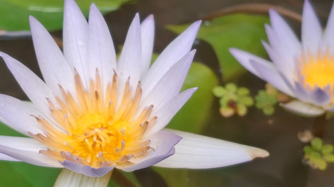 Water lily care and growth #flower #waterlily #garden 