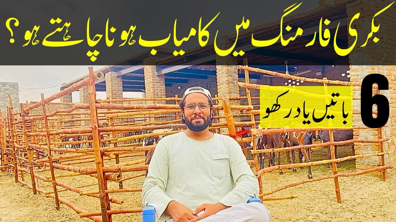 6 Essential Tips that can help you Start and Grow a Profitable Goat Farming Business 
