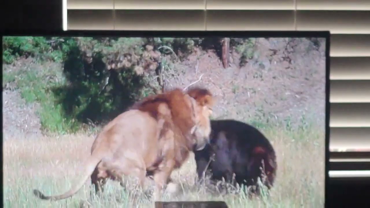 Disney's Napoleon and Samantha (1972) - Major the Lion vs. Black Bear attack scene 🦁🐻