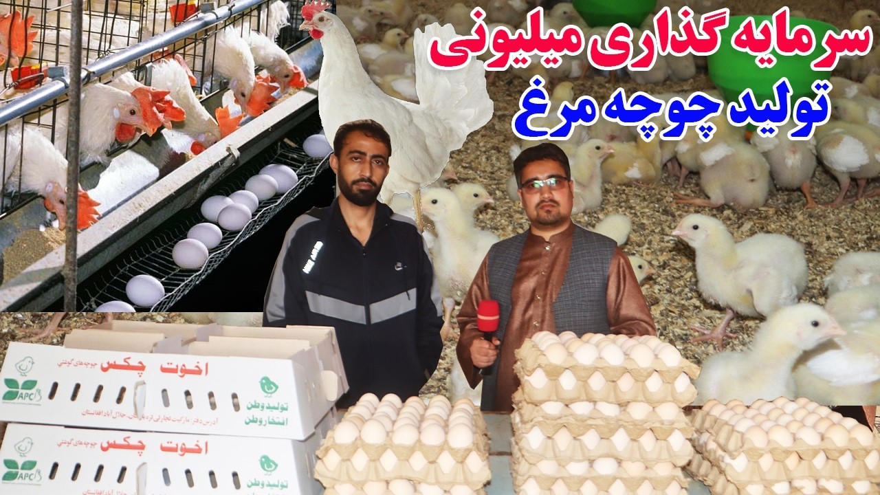 گزارش افغان تاپ:سرمایه گذاری میلیونی برای تولید چوچه مرغ در وطن،خودکفایی افغانستان ،تولید چوچه مرغ