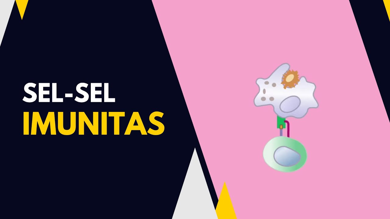 SISTEM IMUN : SEL B, SEL T, MAKROFAG DAN NATURAL KILLER CELL