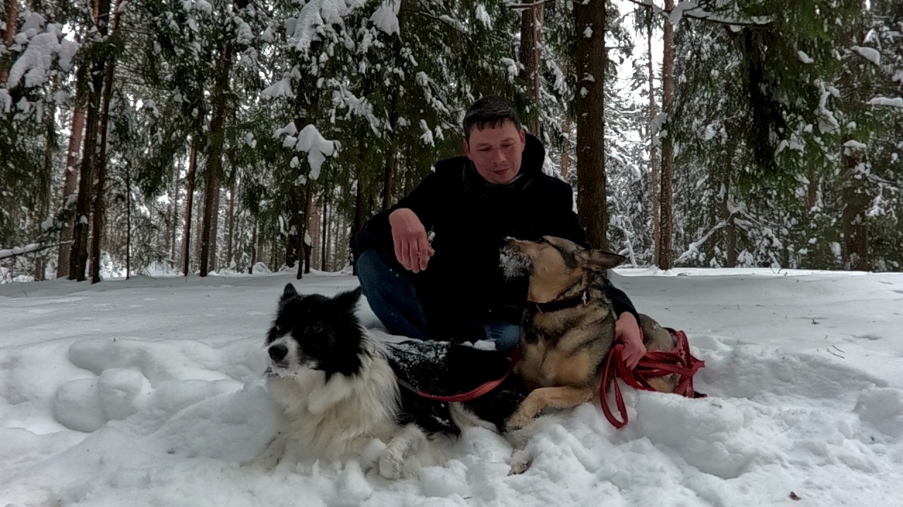 Гуляем по лесу