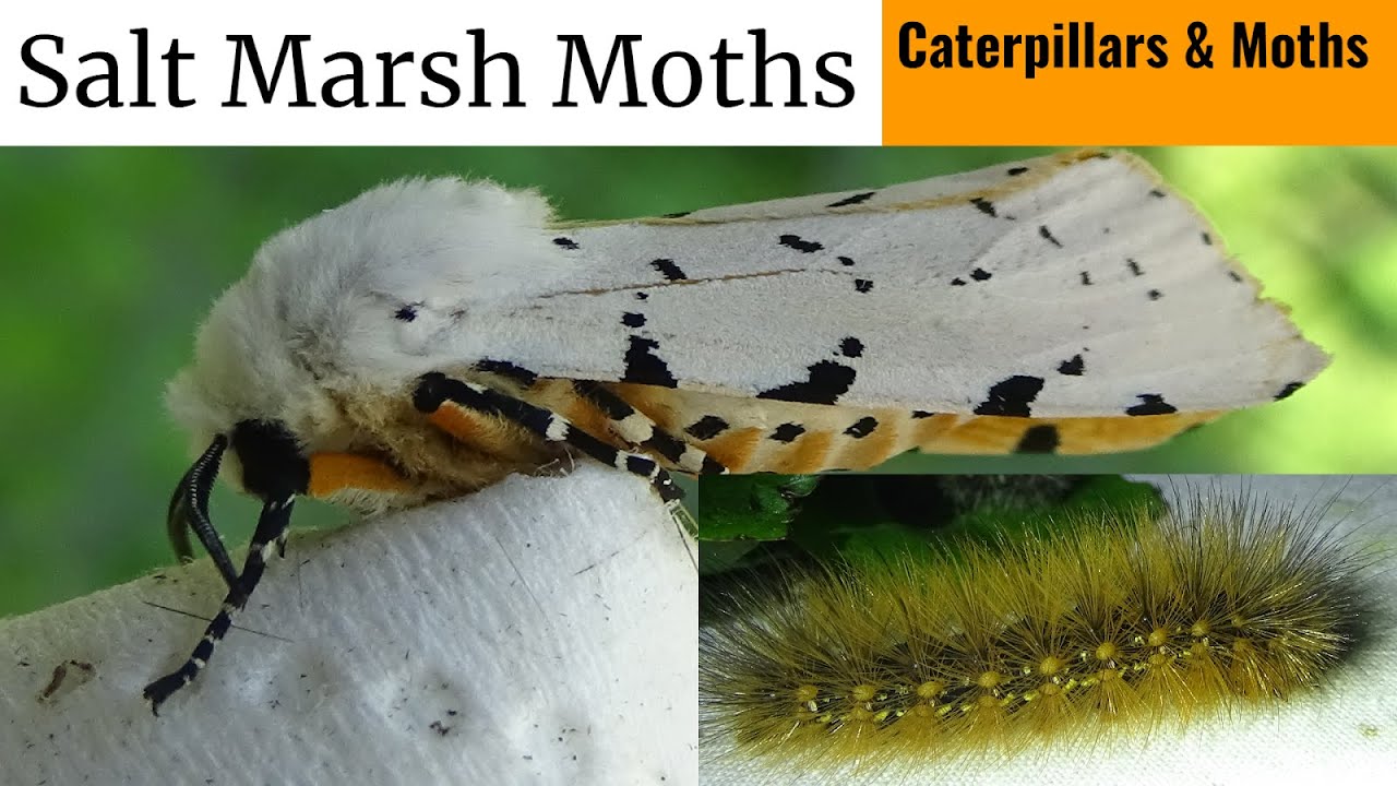 Salt Marsh Moths (Caterpillars Raised During 2021)