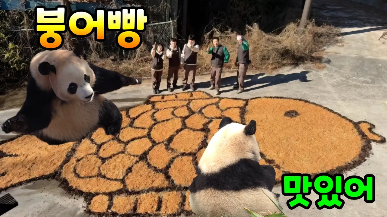 2026년 1월 8일 루이 후이에게도 대나무 붕어빵 만들어 주세요 에버랜드 판다월드 세컨하우스 