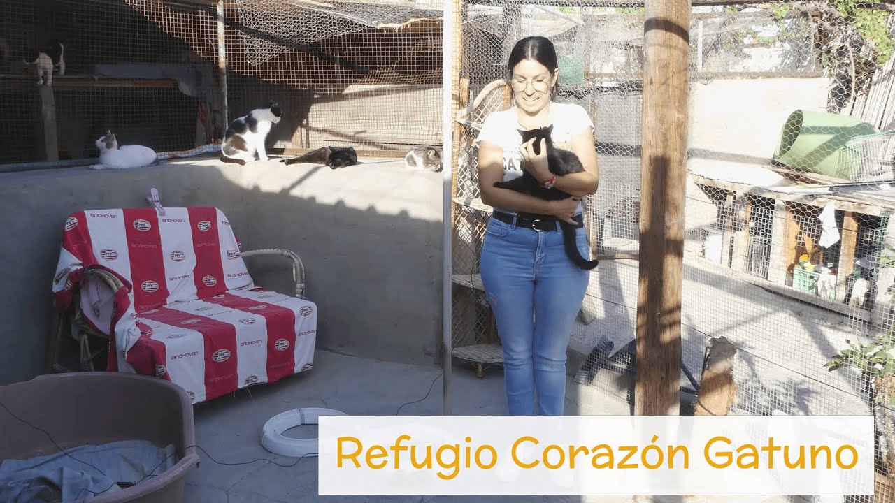 Protectoras: Refugio Corazón Gatuno, un santuario de gatos en adopción