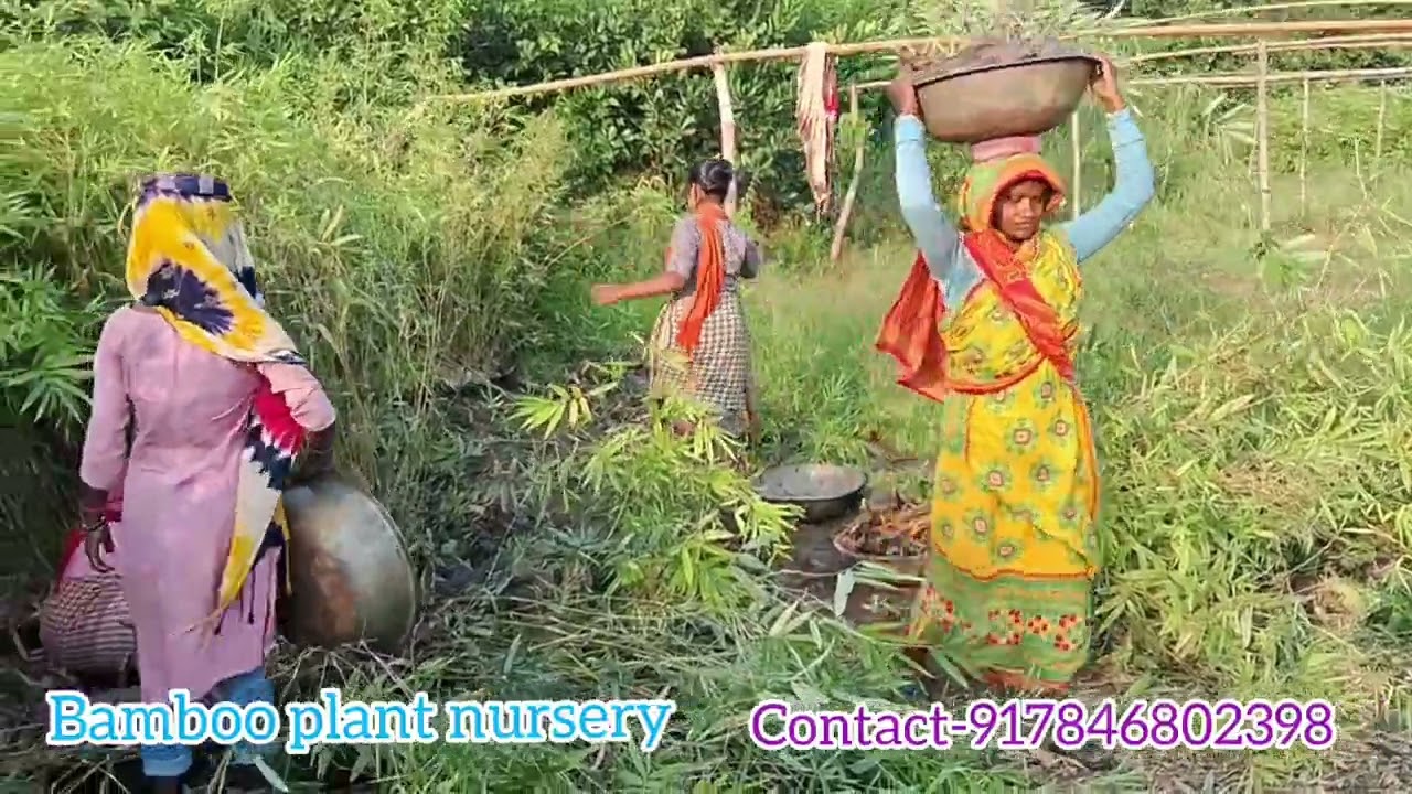 4200 Bambusa nutans plant loading on 4ton vehicle in our bamboo plant nursery. 