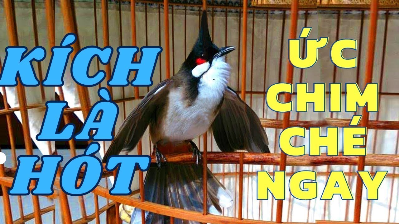 Luyện chào mào hót căng lửa, QUÁ HAY - CHÉ KÍCH BỔI CĂNG ĐÉT, Cách luyện chào mào hót sáng, chao mao