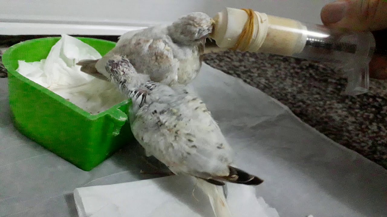Hand feeding baby diamond dove