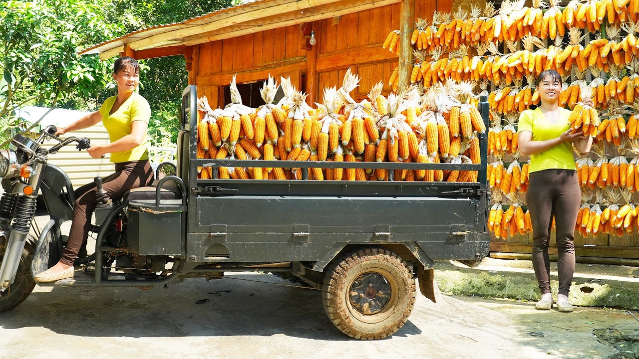 Use 3-wheeled Vehicle Harvest Corn and  Transport To The Farm As a Reserve Food Source For Livestock