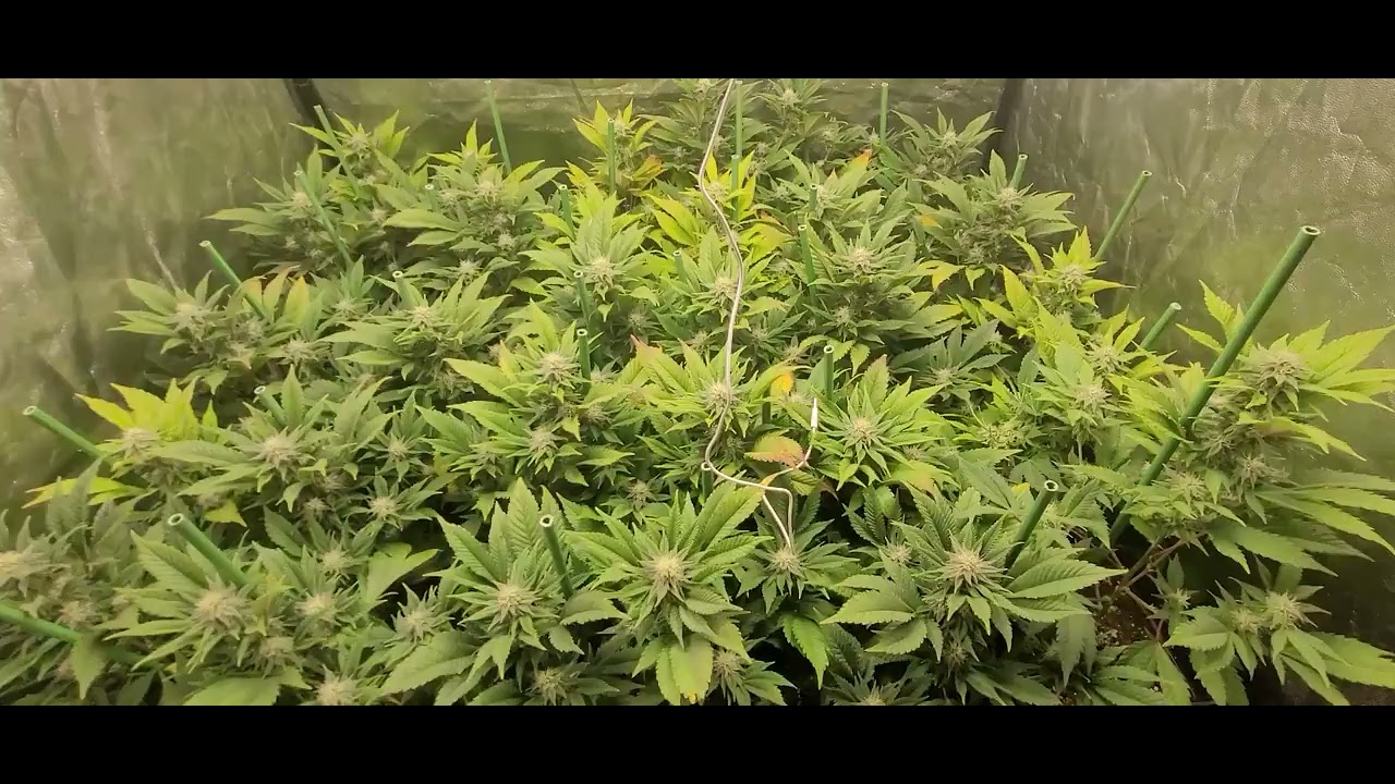 Classic Skunk Zamnesia Cannabis Indoor grow  Grow Caps