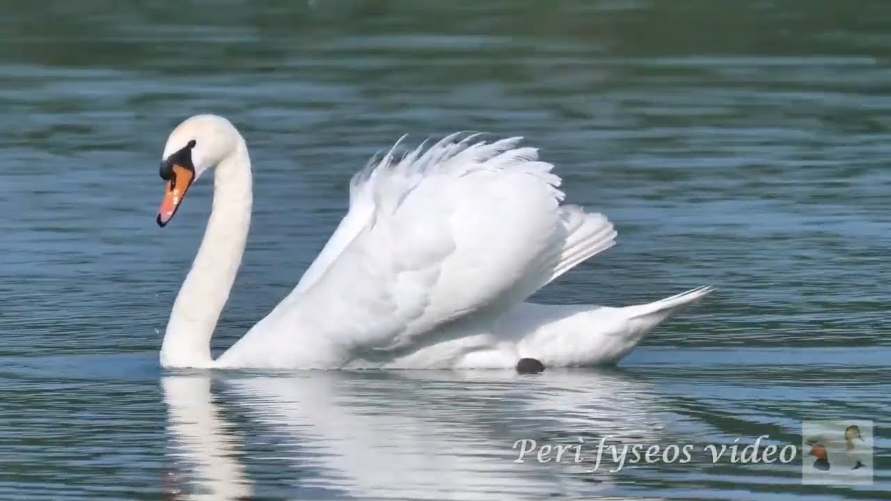Cigno in nuoto plastico (Cygnus olor)